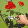 Victorinox 6.5009 Ножницы для обрезки цветов и винограда